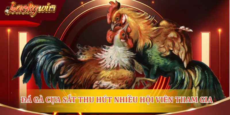 Đá gà cựa sắt thu hút nhiều hội viên tham gia